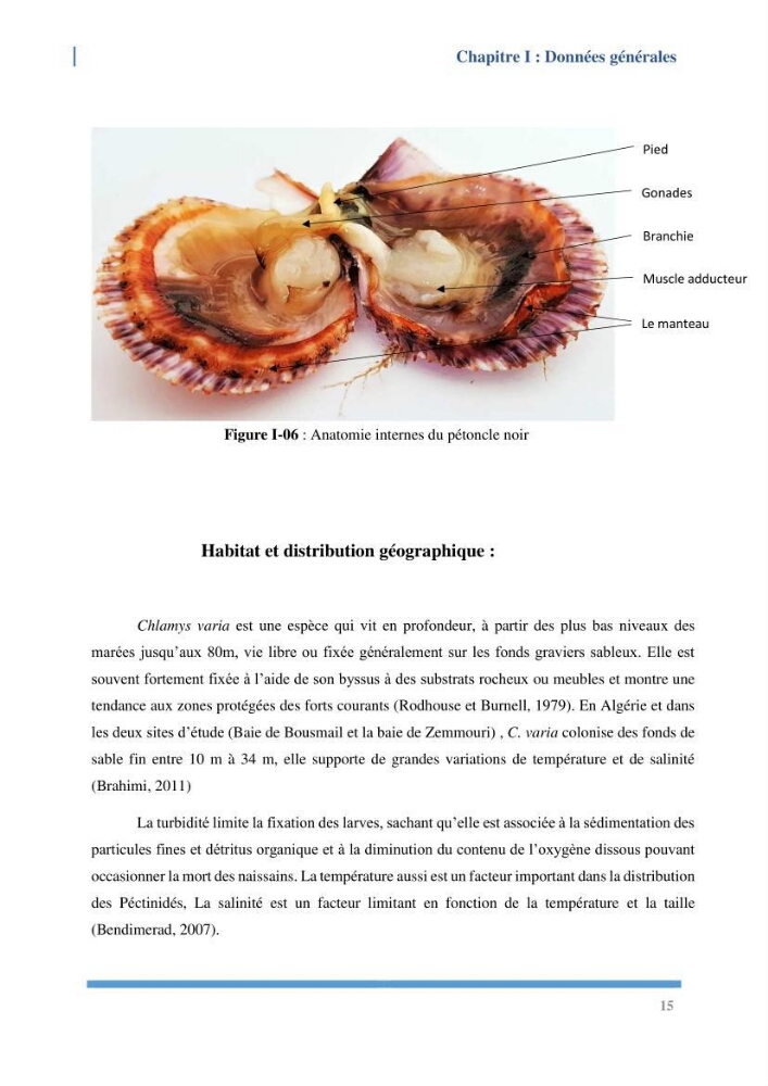 Etude de l’écologie et des Potentialités Aquacoles d’un Mollusque Bivalve Chlamys varia (Linnaeus, 1758) dans la baie de Bou Ismail