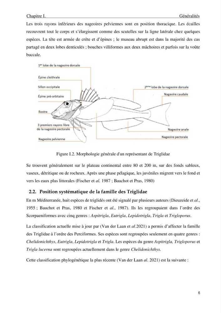 Contribution à l’étude des Triglidae ( Actinopteri, Perciformes ) de la côte algérienne: morphométrie géométrique et analyse du contour de l\'opercule