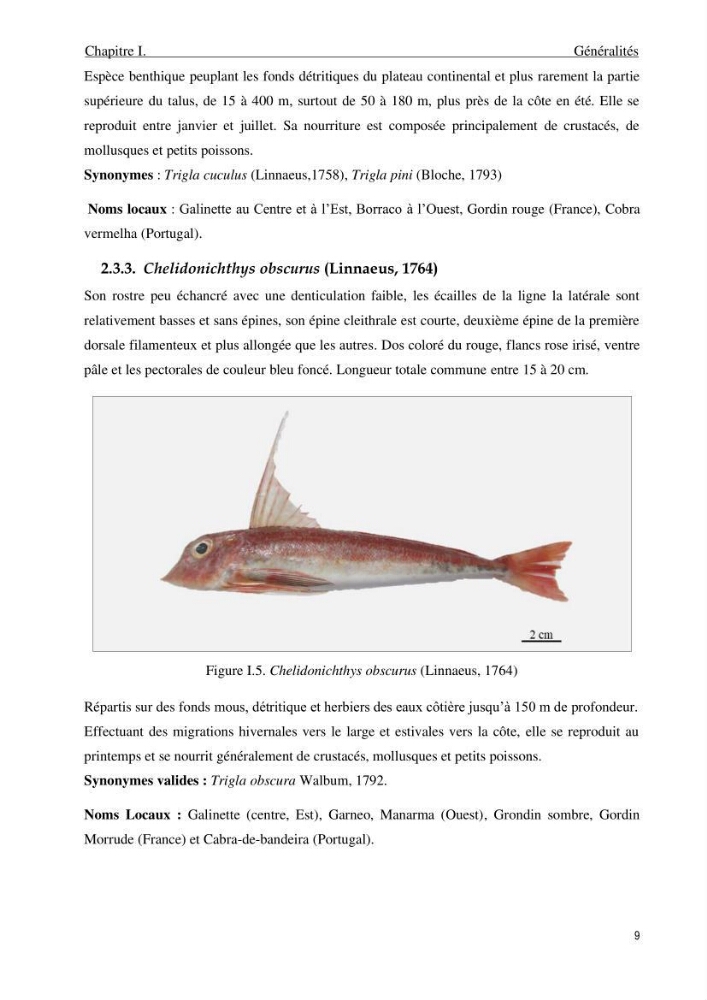 Contribution à l’étude des Triglidae ( Actinopteri, Perciformes ) de la côte algérienne: morphométrie géométrique et analyse du contour de l\'opercule