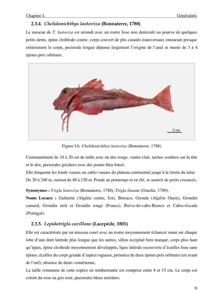 Contribution à l’étude des Triglidae ( Actinopteri, Perciformes ) de la côte algérienne: morphométrie géométrique et analyse du contour de l\'opercule