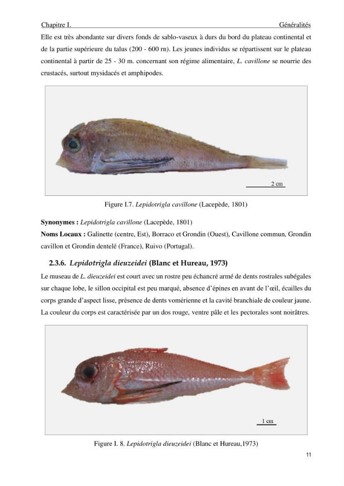Contribution à l’étude des Triglidae ( Actinopteri, Perciformes ) de la côte algérienne: morphométrie géométrique et analyse du contour de l\'opercule