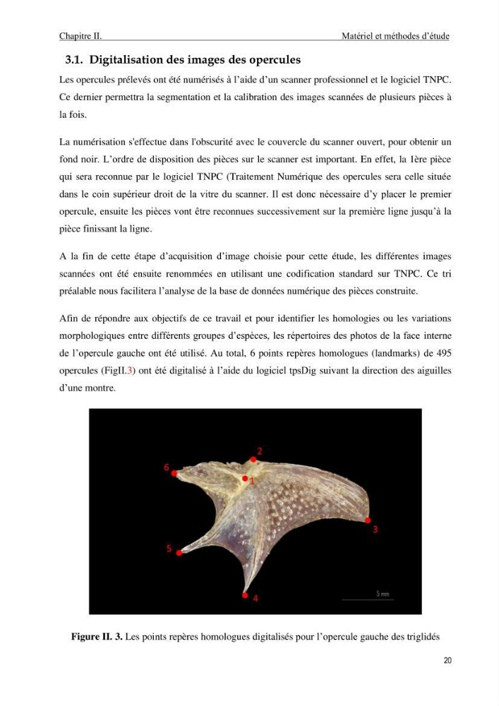Contribution à l’étude des Triglidae ( Actinopteri, Perciformes ) de la côte algérienne: morphométrie géométrique et analyse du contour de l\'opercule