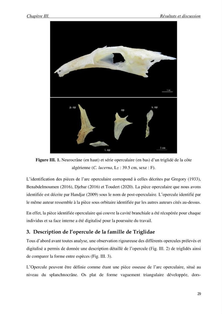Contribution à l’étude des Triglidae ( Actinopteri, Perciformes ) de la côte algérienne: morphométrie géométrique et analyse du contour de l\'opercule