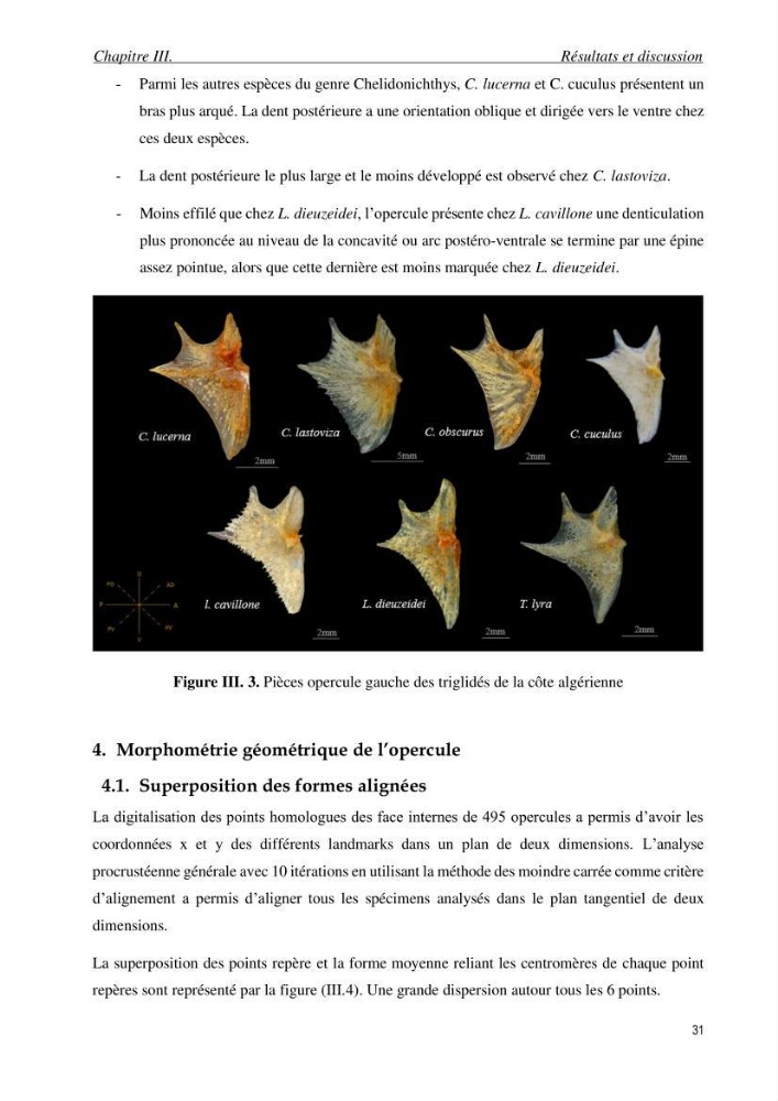 Contribution à l’étude des Triglidae ( Actinopteri, Perciformes ) de la côte algérienne: morphométrie géométrique et analyse du contour de l\'opercule