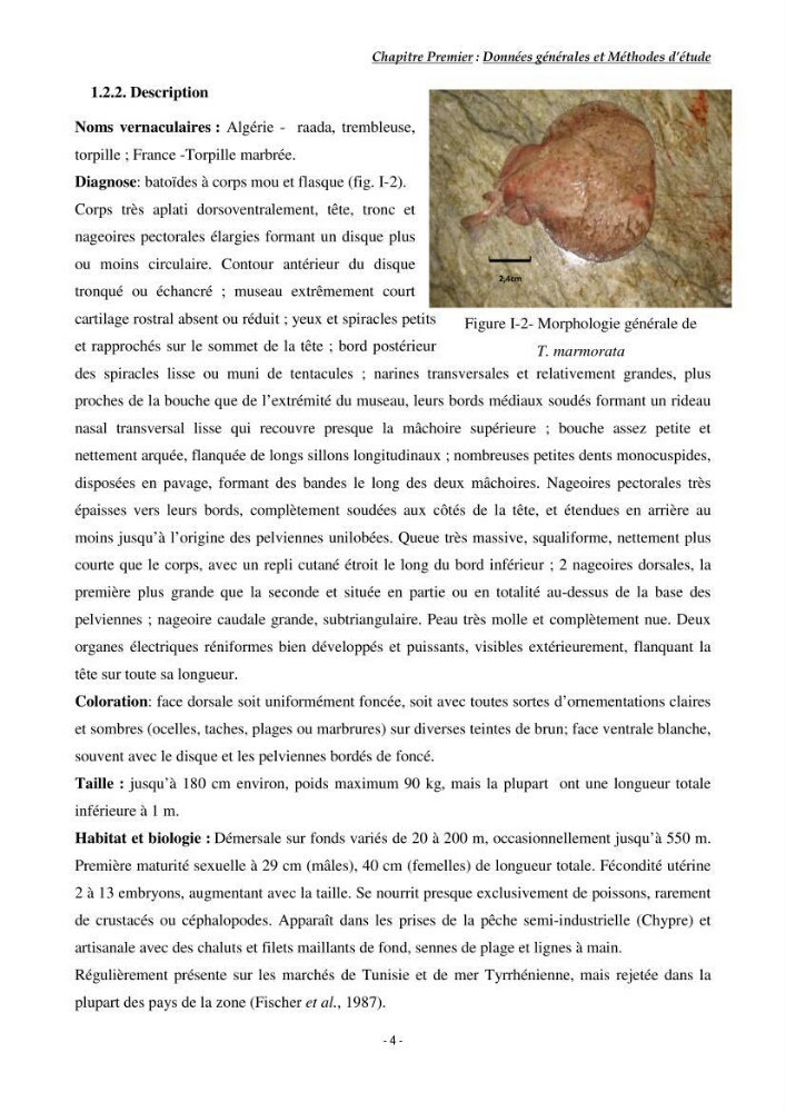 Contribution à l\'étude du comportement de Torpedo marmorata (poissons Elasmobranche) dans le bassin algérien