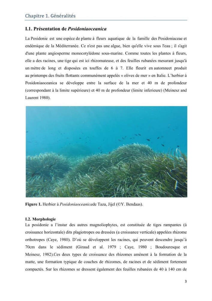 Contribution à l’étude de la biodiversité faunistique associée à l’écosystème à Posidoniaoceanica
