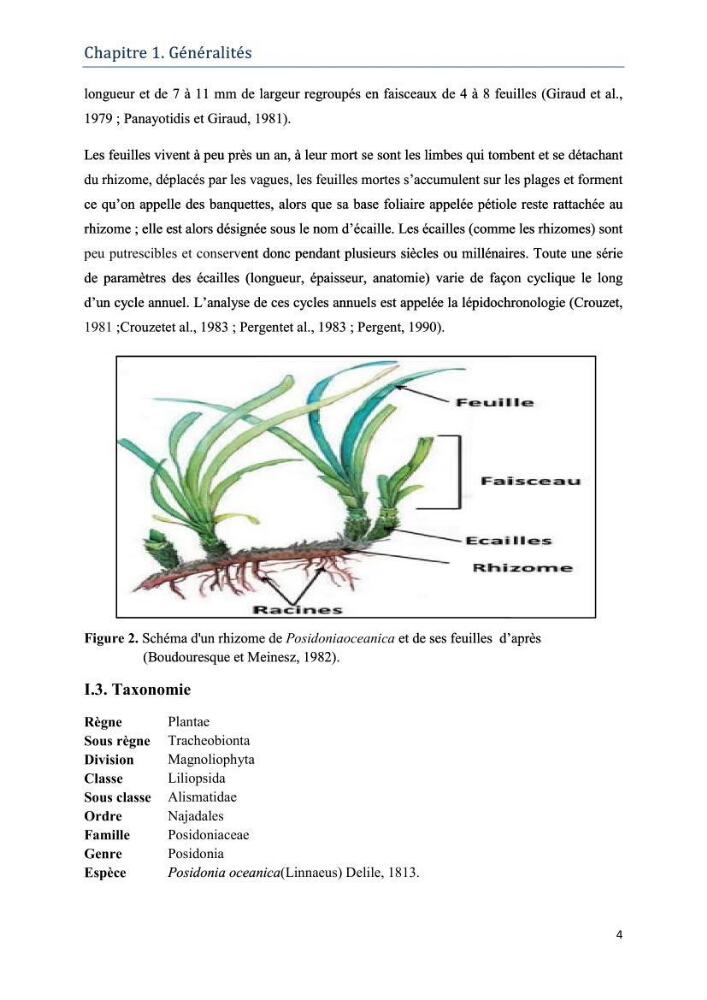 Contribution à l’étude de la biodiversité faunistique associée à l’écosystème à Posidoniaoceanica