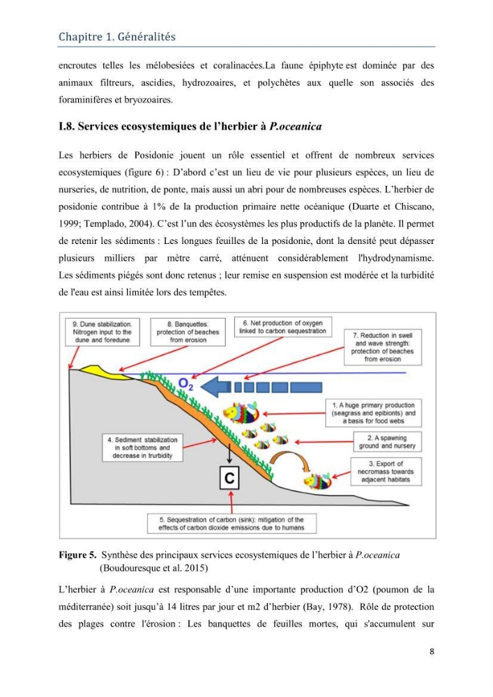 Contribution à l’étude de la biodiversité faunistique associée à l’écosystème à Posidoniaoceanica