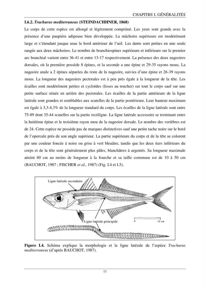 Contribution à l’étude de la reproduction des espèces du genre Trachurus (Actinopteri, Carangidae) de la région centre du littoral Algérien:
