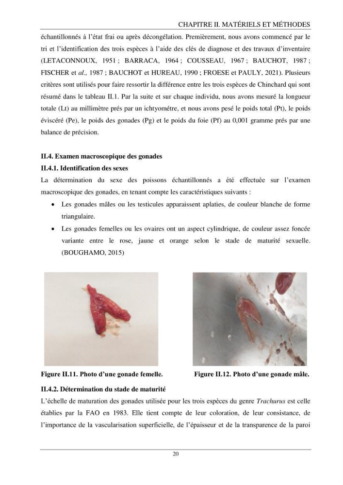 Contribution à l’étude de la reproduction des espèces du genre Trachurus (Actinopteri, Carangidae) de la région centre du littoral Algérien: