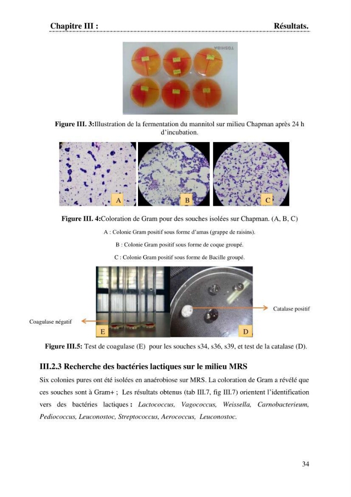 Determination d\'une partie de la flore bactérienne associee aux cystes d\'ARTEMIA (Leach 1819)