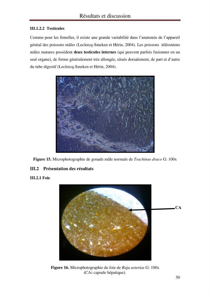 Impact de l’élévation de niveau de la mer et des tempêtes sur l’évolution morpho dynamique de la région Est de la baie d’Alger : simulation numérique des processus hydro-sédimentaires.: