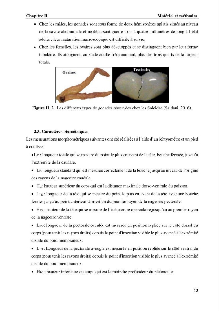 Contribution à l\'étude systématique du genre Bathysolea Roule,1916 (Pleuronnectiformes, Soleidae) des côtes Algeriennes