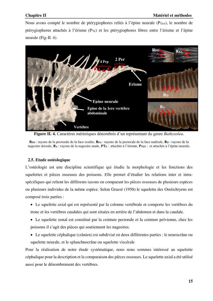 Contribution à l\'étude systématique du genre Bathysolea Roule,1916 (Pleuronnectiformes, Soleidae) des côtes Algeriennes