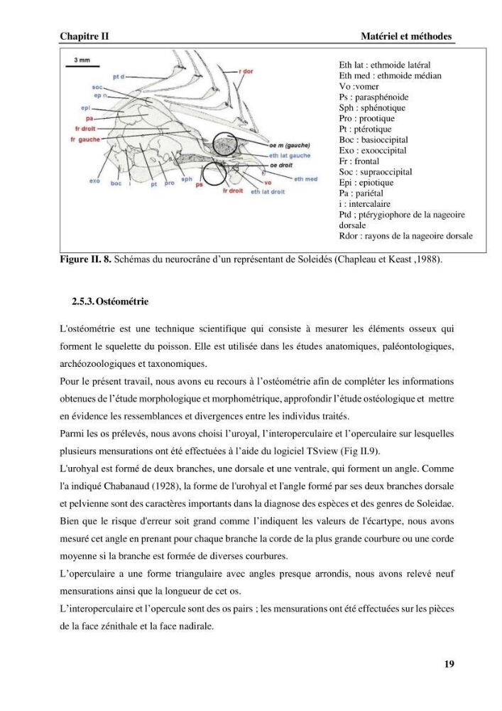 Contribution à l\'étude systématique du genre Bathysolea Roule,1916 (Pleuronnectiformes, Soleidae) des côtes Algeriennes