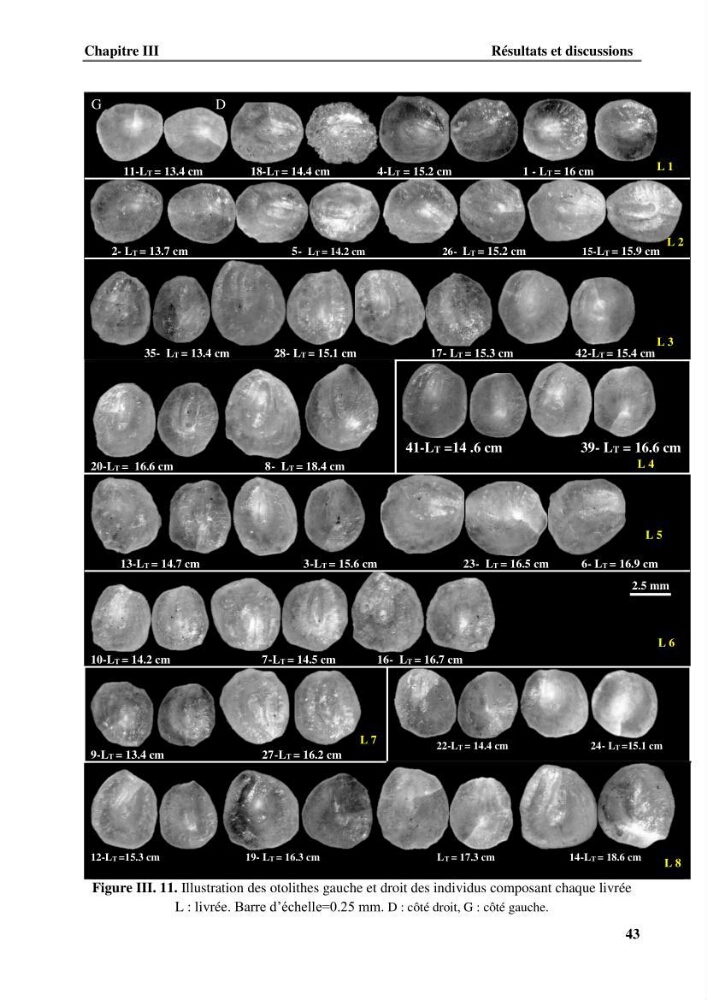 Contribution à l\'étude systématique du genre Bathysolea Roule,1916 (Pleuronnectiformes, Soleidae) des côtes Algeriennes