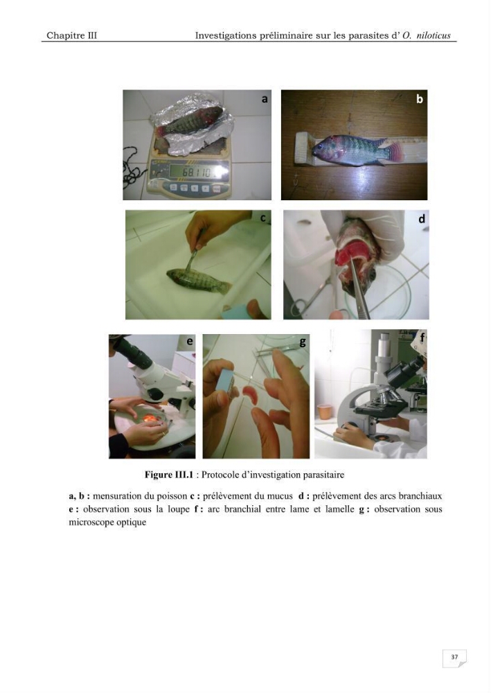 Analyse des aménagements piscicoles et de la gestion sanitaire de la ferme aquacole \"Ezzahra\":