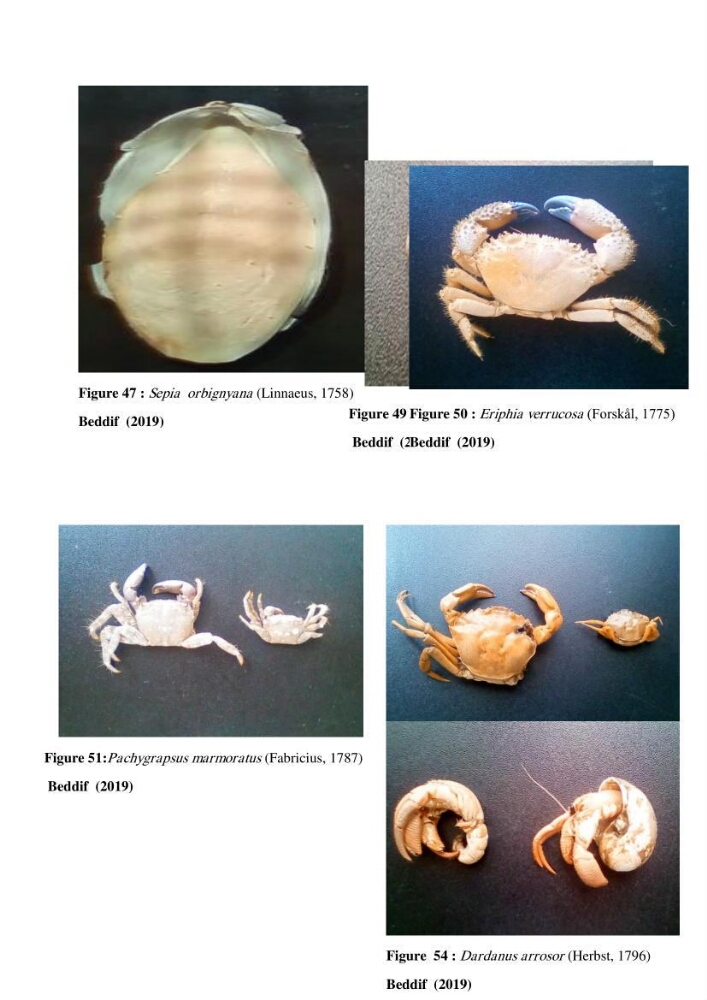 Inventaire du benthos des zones rocheuses de la région d’El Kala: prélèvements de mai 2017 et mai 2018