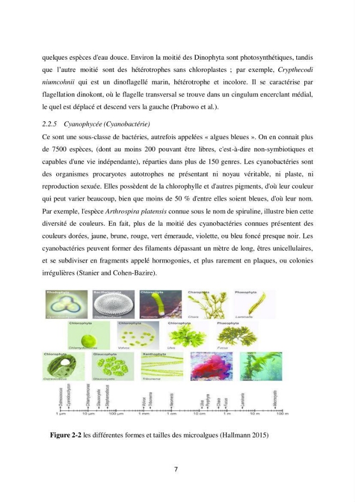 Contribution à la valorisation bioénergétique à partir des micro-organisme photosynthétiques