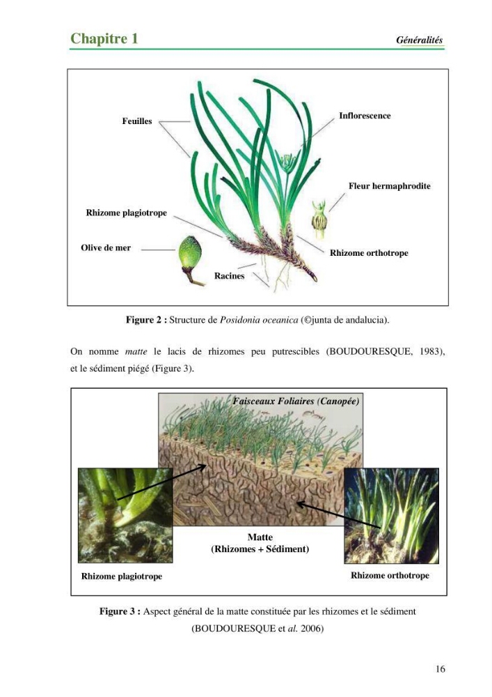 Cartographie de la limite supérieure de l\'herbier à Posidonia oceanica et du Trottoir à Vernets dans la région de Tipaza