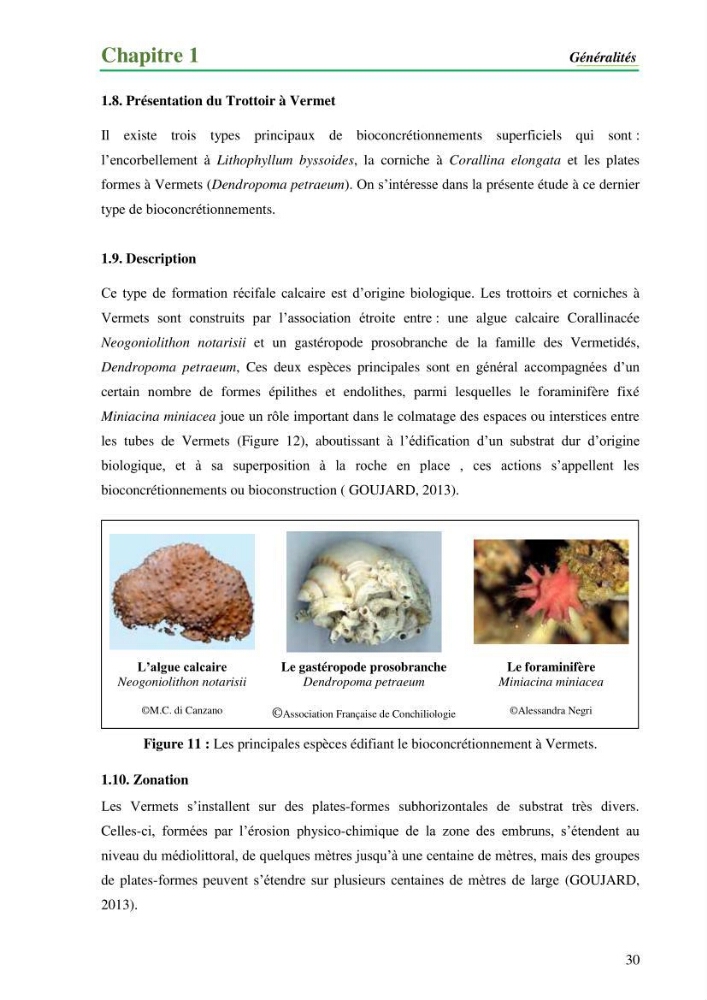 Cartographie de la limite supérieure de l\'herbier à Posidonia oceanica et du Trottoir à Vernets dans la région de Tipaza