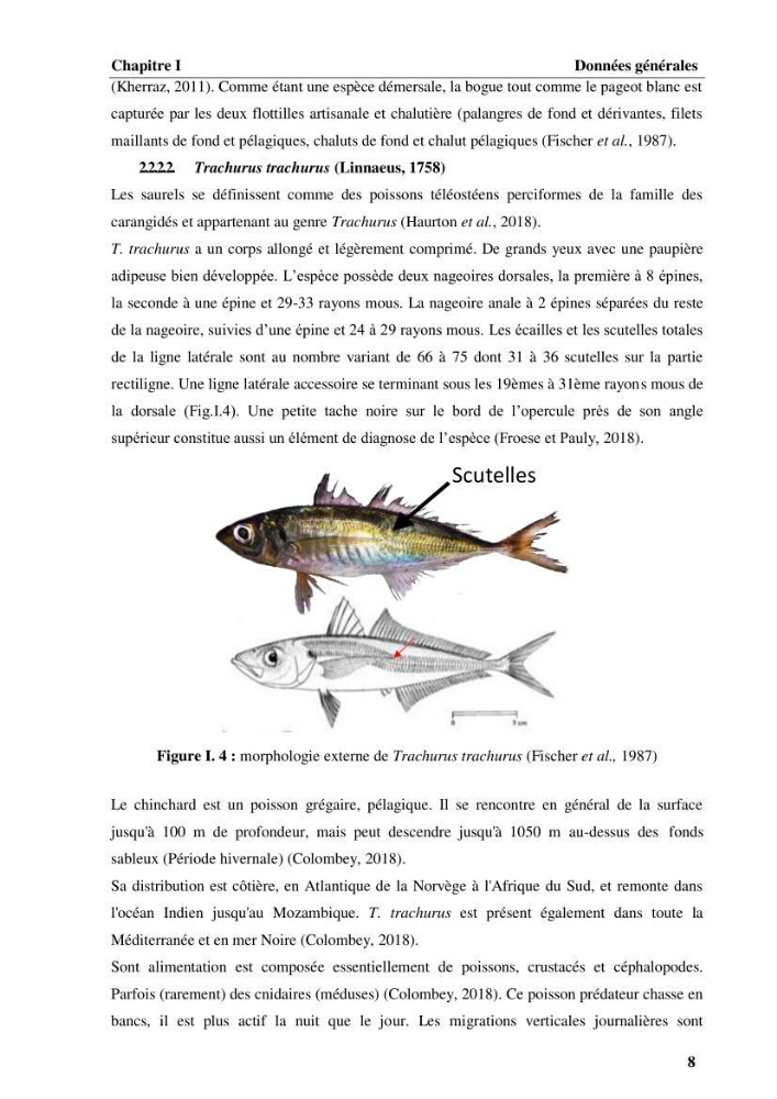 Elaboration d’un outil de simulation pour l’évaluation et de la gestion des pêcheries mixtes multi-flottille: cas de la pêcherie de Pagellus acarne (Risso, 1827) de la région centre algérienne