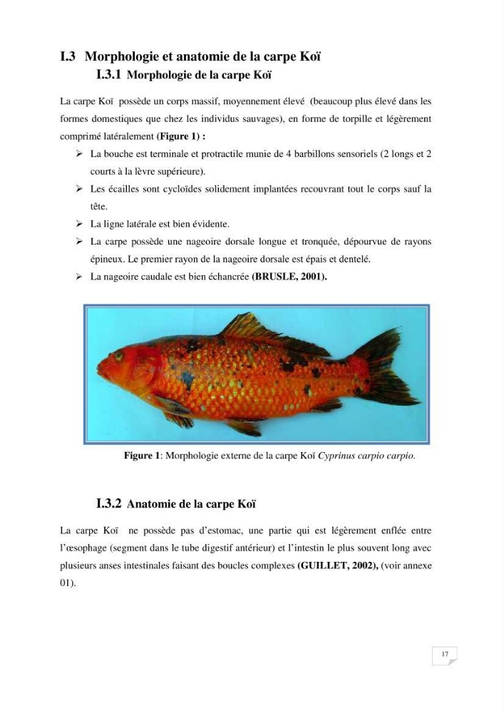 Reproduction artificielle, alevinage et prégrossissement de la carpe Koî ( cyprinus carpio carpio) avec un essai d\'amélioration par l\'utilisation des pigments: