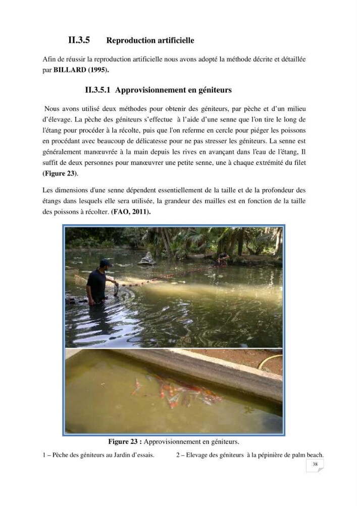 Reproduction artificielle, alevinage et prégrossissement de la carpe Koî ( cyprinus carpio carpio) avec un essai d\'amélioration par l\'utilisation des pigments:
