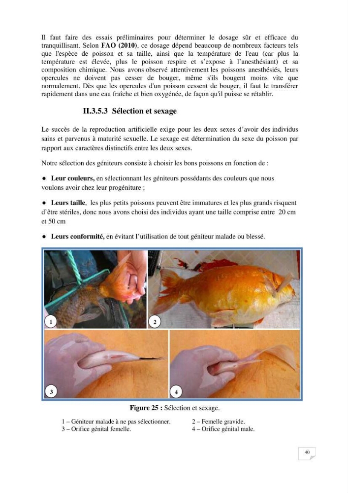 Reproduction artificielle, alevinage et prégrossissement de la carpe Koî ( cyprinus carpio carpio) avec un essai d\'amélioration par l\'utilisation des pigments: