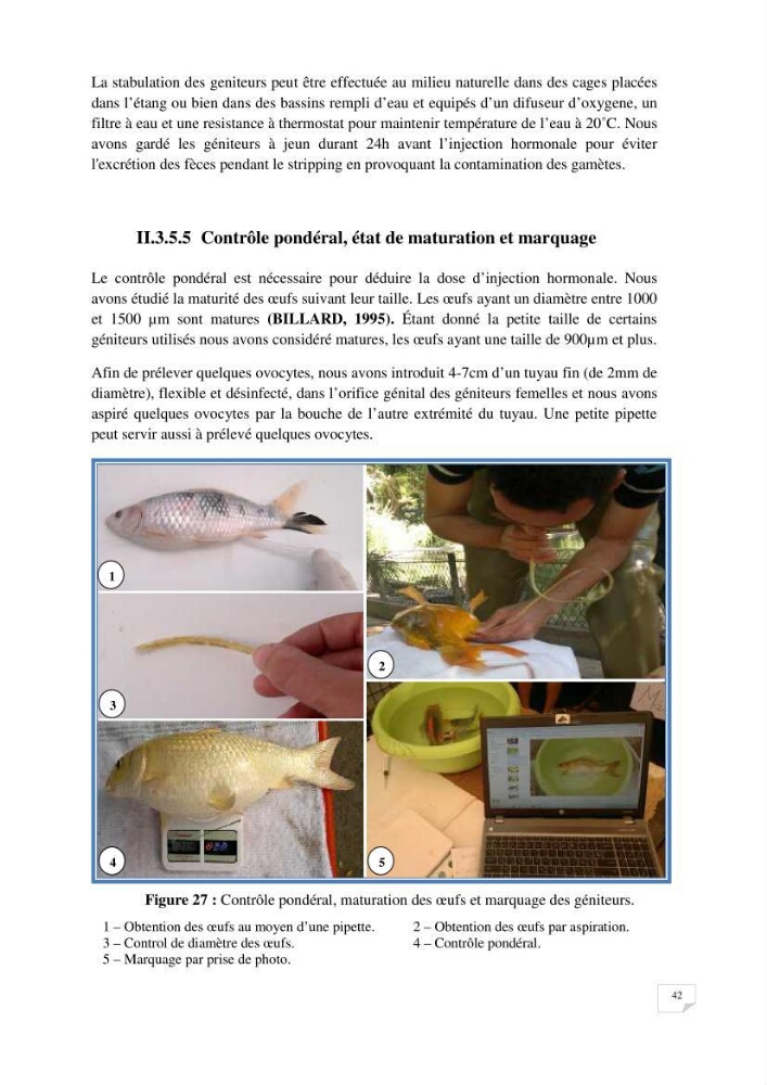 Reproduction artificielle, alevinage et prégrossissement de la carpe Koî ( cyprinus carpio carpio) avec un essai d\'amélioration par l\'utilisation des pigments: