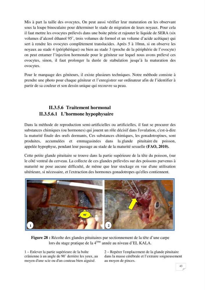 Reproduction artificielle, alevinage et prégrossissement de la carpe Koî ( cyprinus carpio carpio) avec un essai d\'amélioration par l\'utilisation des pigments:
