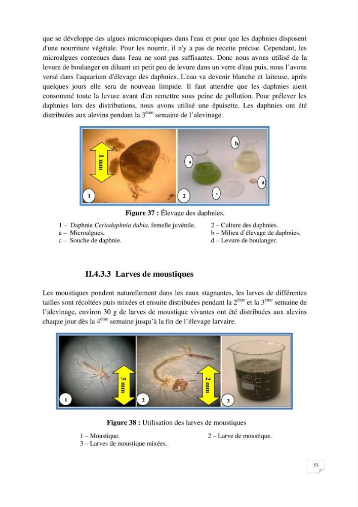 Reproduction artificielle, alevinage et prégrossissement de la carpe Koî ( cyprinus carpio carpio) avec un essai d\'amélioration par l\'utilisation des pigments: