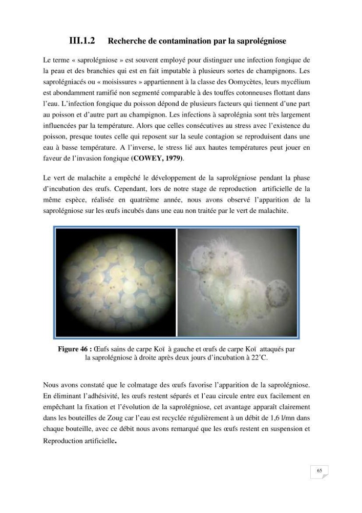 Reproduction artificielle, alevinage et prégrossissement de la carpe Koî ( cyprinus carpio carpio) avec un essai d\'amélioration par l\'utilisation des pigments: