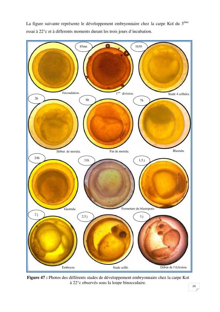 Reproduction artificielle, alevinage et prégrossissement de la carpe Koî ( cyprinus carpio carpio) avec un essai d\'amélioration par l\'utilisation des pigments: