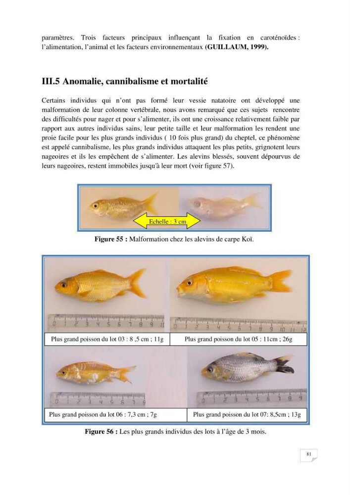Reproduction artificielle, alevinage et prégrossissement de la carpe Koî ( cyprinus carpio carpio) avec un essai d\'amélioration par l\'utilisation des pigments: