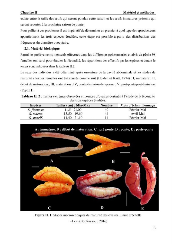 Estimation de la fécondité, de l’âge et modélisation de la croissance des espèces du genre Spicara (Sparidae) de la région centre algérienne.: